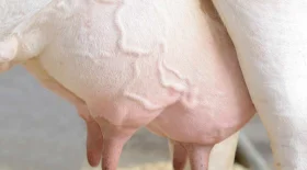 Udders