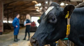 Cow