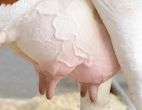 Udders