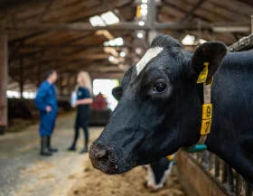 Cow