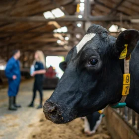 Cow